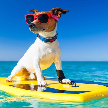 Met je hond op vakantie - 25.876 Appartementen & Vakantiehuizen