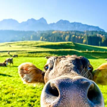 Urlaub auf dem Bauernhof - 1.657 Ferienwohnungen & Ferienhäuser